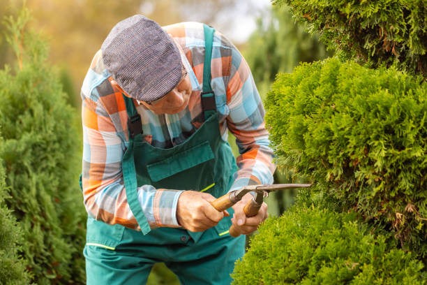 istock Senior Gentleman Using Garden Shears 1907765908