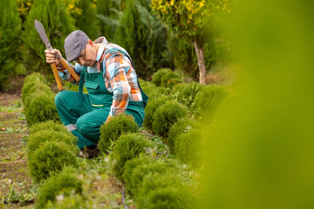 istock Man Trimming Plants in Nursery 1907766427