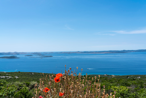 High angle view on Telascica, national park in Dugi otok island, Kornati islands, in front view blooming red poppy flower, Croatia