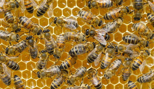 istock The work of young bees in the hive. 1907783982