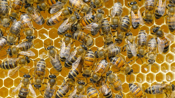 istock The work of young bees in the hive. 1907784502