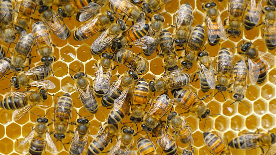 Young bees build honeycombs and convert nectar into honey.
