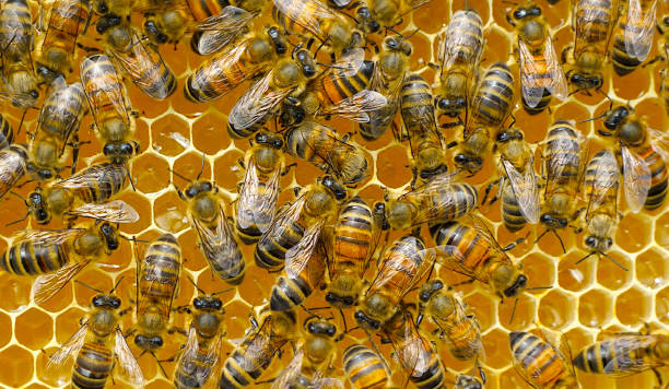 istock The work of young bees in the hive. 1907785019