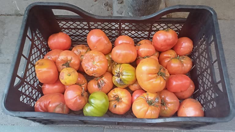 Red spoiled tomatoes with rot and mold