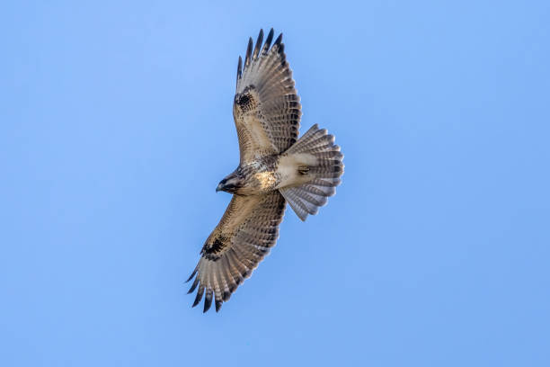 istock Eastern buzzard flying in a blue sky background. 1907844850