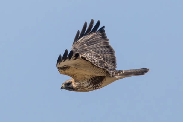 istock Eastern buzzard flying in a blue sky background. 1907844853