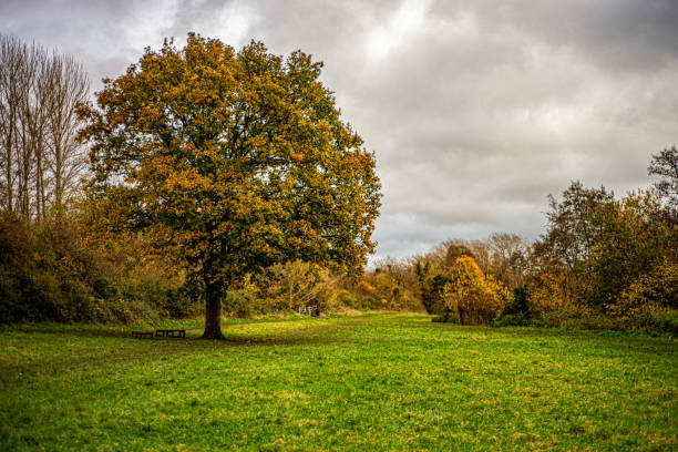 Park in autumn Weimar, Germany