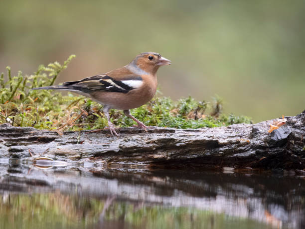 istock Chaffinch, Fringilla coelebs 1907886684
