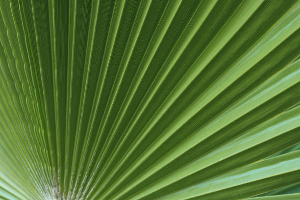 istock Tropical Palm Leaf. Green background. 1907900592