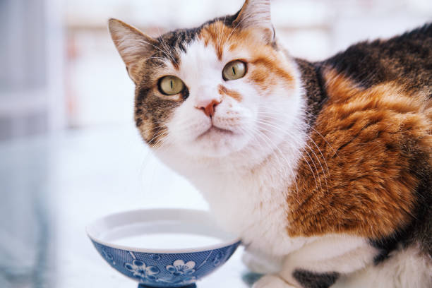 istock Close-up of a cute calico cat looking at camera 1907905224