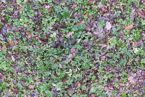 seamless texture of wet fallen leaves among green vegetation in the rain