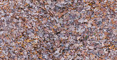 seamless texture of wet fallen oak and autumn leaves