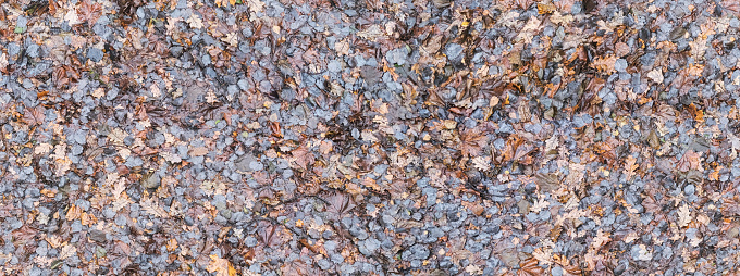 seamless texture of wet fallen oak and maple autumn leaves in the rain