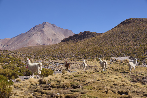 Free-grazing llamas  in the Andes, Bolivia
