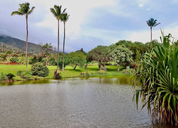 istock Pond In A Park On Maui 1907942056