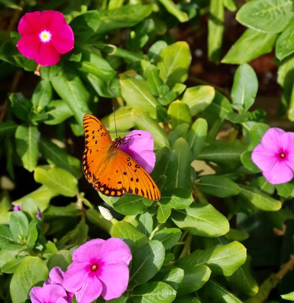 Butterfly on a tropical flower in a  Maui garden