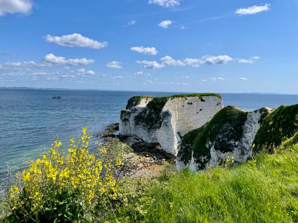 Old Harry Rocks in springtime This 4 mile circular walk from Studland to Old Harry Rocks and into the chalk grasslands of Ballard Down is one of the loveliest on the Isle Of Purbeck. The three chalk formations, include a stack and a stump that mark the most eastern point of the Jurassic Coast on the Isle of Purbeck in Dorset, a UNESCO World Heritage Site. Overall known as The Foreland or Handfast Point but more commonly referred to as Old Harry Rocks. In fact, Old Harry refers to one particular rock, a stack that has separated from the mainland. There are various stories about the naming of the rocks. One local legend says that the rocks were named after Harry Paye, the infamous Poole pirate, whose ship hid behind the rocks awaiting passing merchantmen. May 16, 2023. studland heath stock pictures, royalty-free photos & images