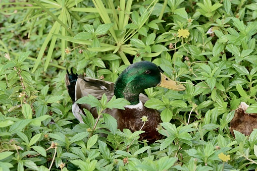 A Mallard duck hiding in the lake side foliage