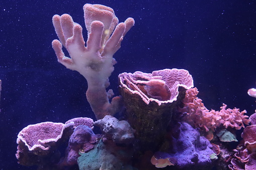 Coral Reef display at the  Maui aquarium