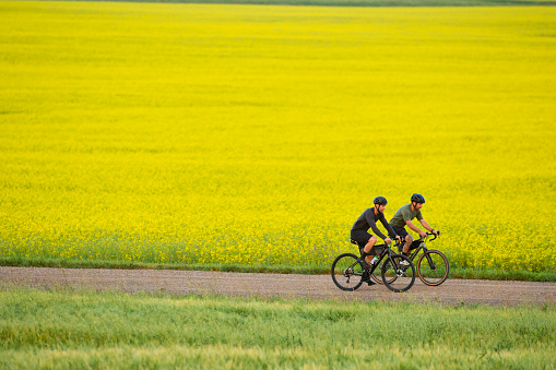 Two men go for a gravel bike ride past fields of canola on a country road near Calgary, Alberta, Canada, in the summertime. Gravel bikes are like road bikes but with sturdy wheels and tires for riding on rough terrain. Both bikes have frame bags and a seat bag to carry tools, food, and extra clothing. They wear casual road cycling clothing and bicycle helmets.
