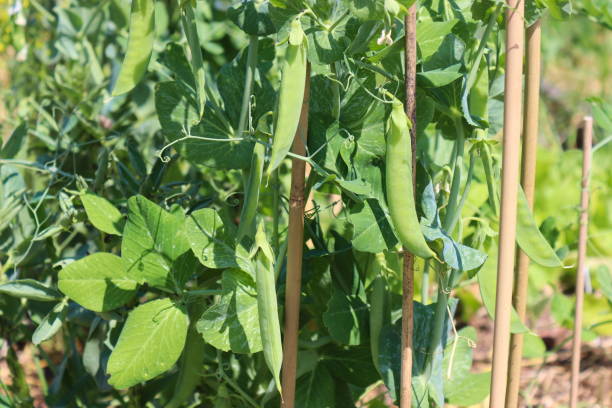 istock Sweet peas grow in a garden bed 1907974959