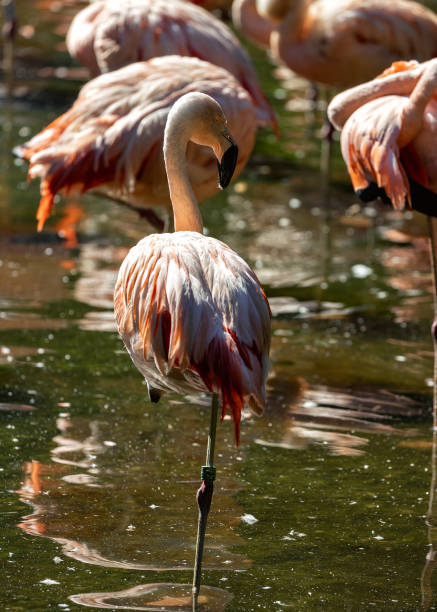 istock Chilean Flamingo (Phoenicopterus chilensis) Outdoors 1907985405