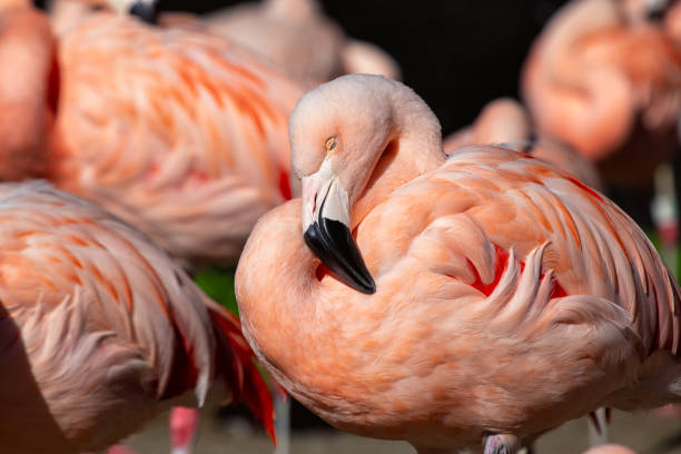 istock Chilean Flamingo (Phoenicopterus chilensis) Outdoors 1907985406