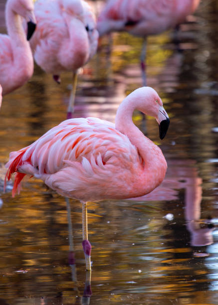 istock Chilean Flamingo (Phoenicopterus chilensis) Outdoors 1907985409