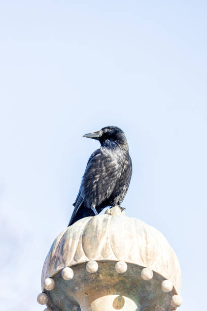 istock Carrion Crow (Corvus corone) Outdoors 1907989018