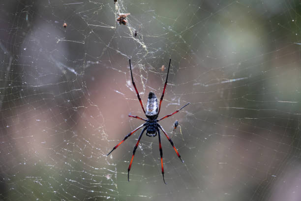 istock Golden Silk Orb-Weaver Trichonephila Nephila inaurata 1907997364