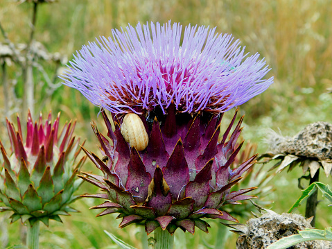 The artichoke is a herbaceous plant of the Cynara genus in the Asteraceae family; It has been cultivated since ancient times as food in temperate climates. The edible part of the plant consists of the flower buds before they bloom.