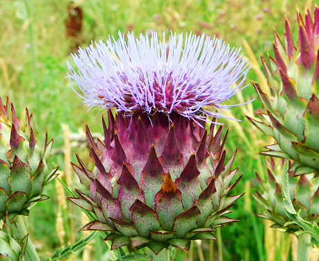 The artichoke is a herbaceous plant of the Cynara genus in the Asteraceae family; It has been cultivated since ancient times as food in temperate climates. The edible part of the plant consists of the flower buds before they bloom.