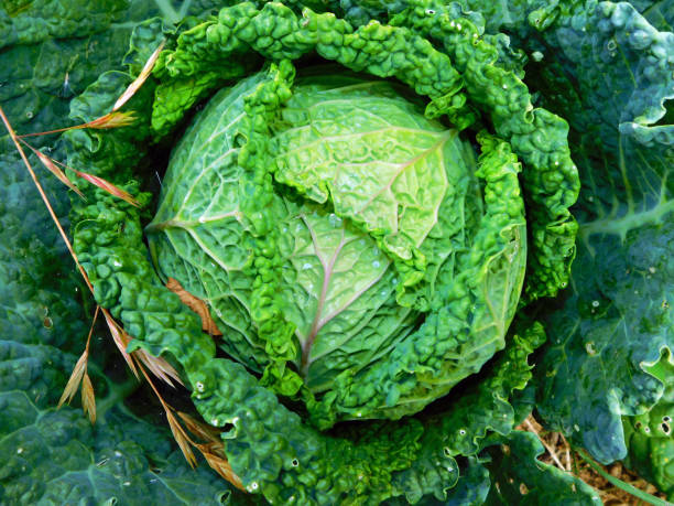 istock Fresh green leafy vegetable, organic produce for healthy eating. 1907998932