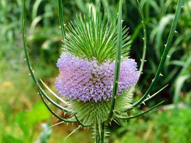 Dipsacus fullonum purple flowers