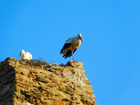 stork under a sunny blue sky.