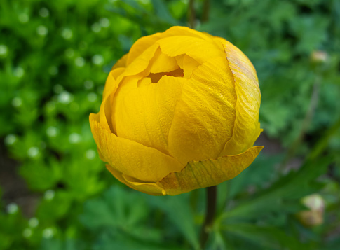 Close up shot of a beautiful Yellow Ranunculus bud in the field. Persian buttercup flower farm at springtime blooming season. Colorful flower background.