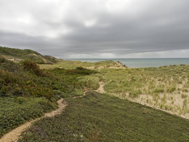 istock Footpath through the sand dunes protect the shoreline on the bay side of Cape Cod national seashore 1908029688