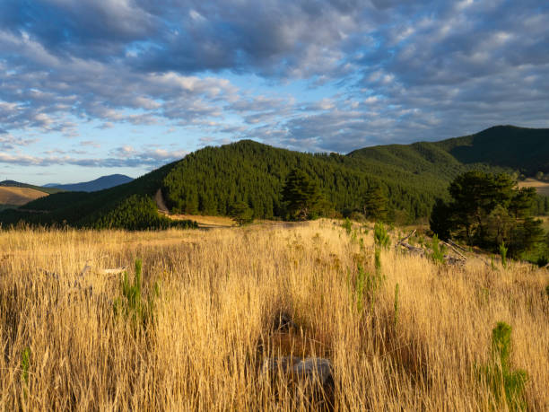 istock Golden light on dirt road and pine forest 1908034872