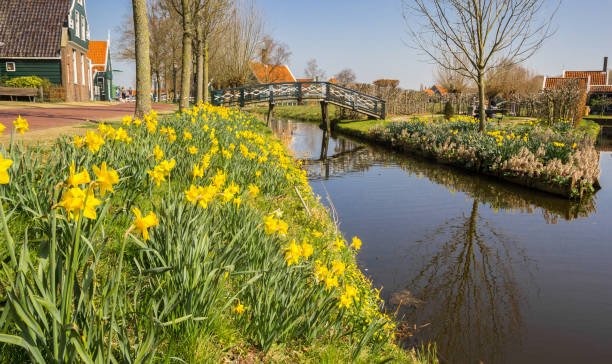 spring flowers at the canal in the center of zaanse schans - zaanse schans bridge house water imagens e fotografias de stock