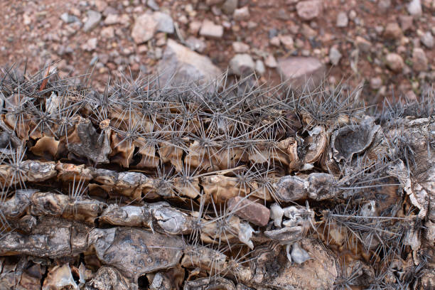 Remains of dead Saguaro cactus skeleton lying on the ground in Echo Canyon state park Phoenix