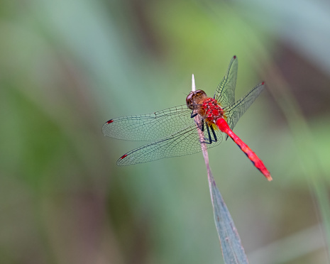 Red Dragonfly perched on a reed