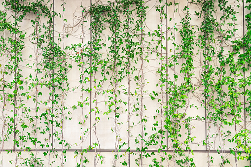 White wall covered with lush green hanging Hedera background texture