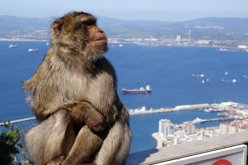 Barbary ape on The Rock of Gibraltar starring with city in background