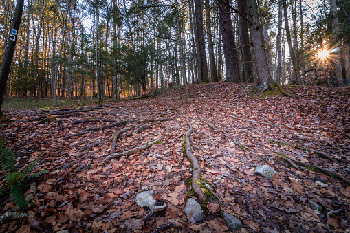 Stokes State Forest in Sussex County, NJ, on the Blue Mountain Trail in on a late afternoon in early winter