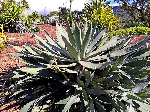A huge Agave Plant growing in reddish-brown gravel
