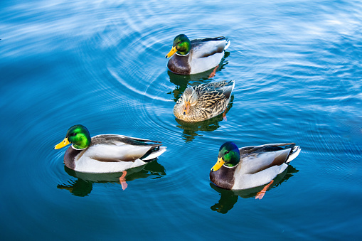 Four Mallard ducks swimming on a lake surface