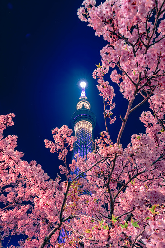 Tokyo Sky tree with Sakura