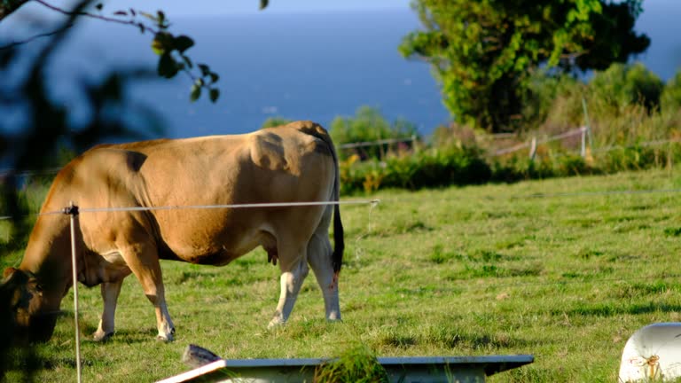 Cow Grazing in Pasture with Ocean View on Horizon. Rural Landscape