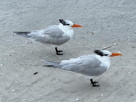 Birds on Siesta Key, Sarasota, Florida beach