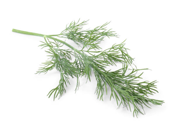 istock One sprig of fresh dill isolated on white 1908307499